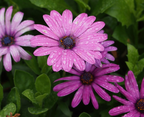 Dimorphotheca Sinuata African Daisy Purple Pink Gold Yellow Red Mixed Colors Garden Flower