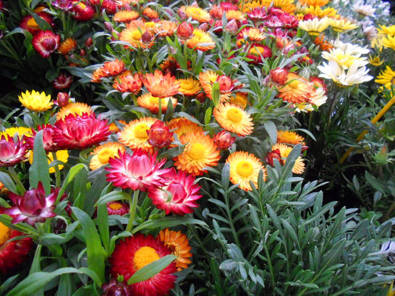 Strawflower Helichrysum Garden flower