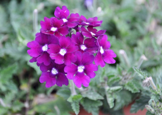 Veined Verbana Verbena Vervain Moujean tea Purpletop Red Flower
