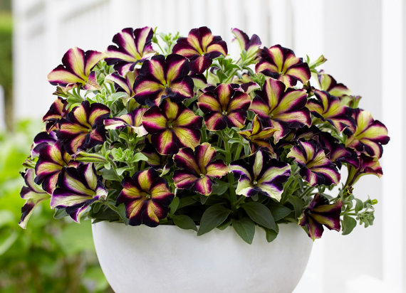 100 กรัม 250,000 เมล็ด Garden Petunia Grandiflora Hedgiflora Multiflora Stars