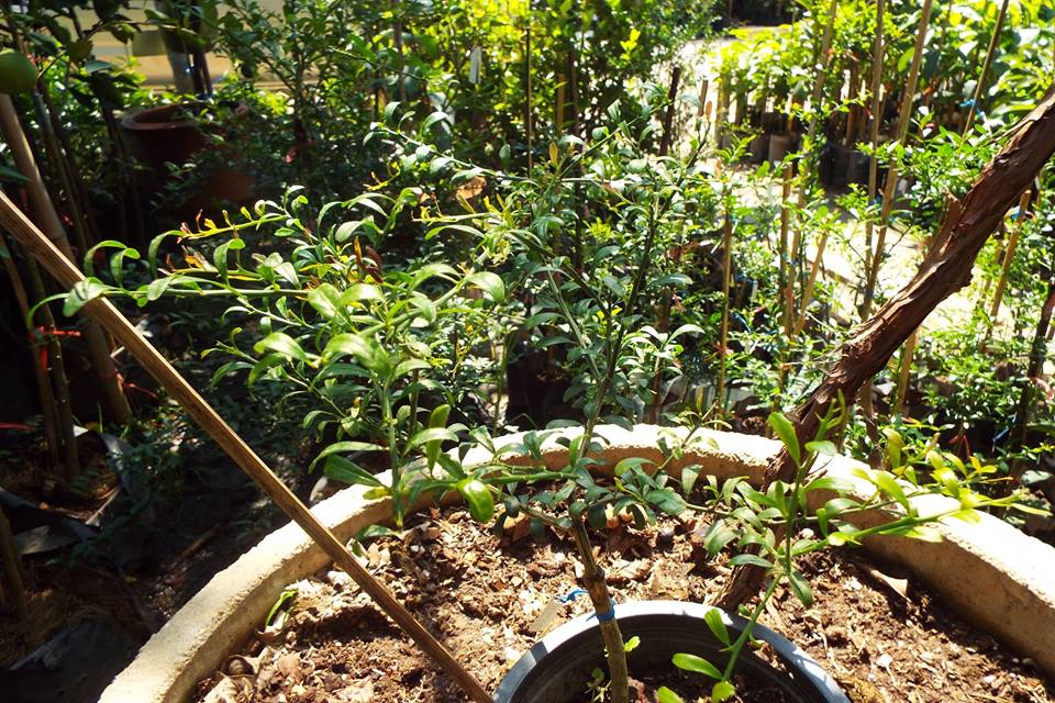 มะนาวนิ้วมือ ((Finger Lime)) เสียบยอด พันธุ์ ริดเรด