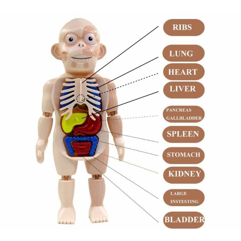 อวัยวะมนุษย์ ร่างกายของฉัน โมเดลมนุษย์ model humanของเล่นวิทยาศาสตร์ พร้อมส่งจากไทย