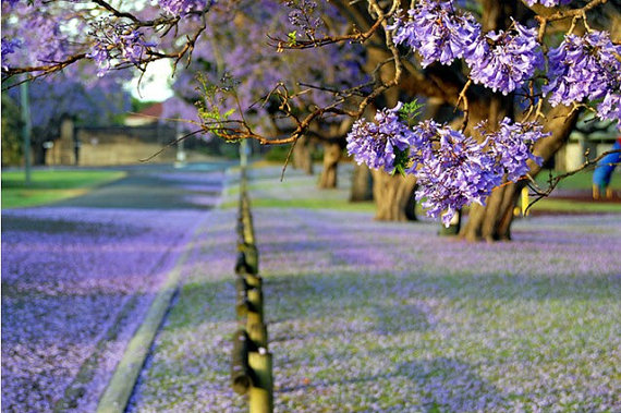 Jacaranda Jacaranda Mimosifolia, drought tolerant, Tree