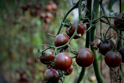 Lycopersicon esculentum convar.Brown Black Cherry Small Tomato