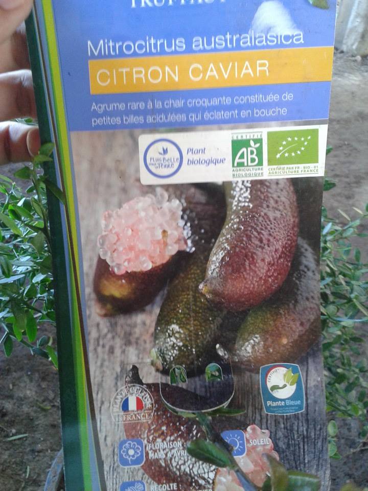 ต้นมะนาวนิ้วมือ (Finger Lime) เลือกสายพันธุ์ได้