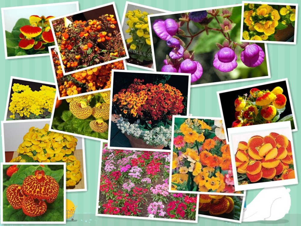 Slipperwort Calceolaria ชุดใหญ่ 200 เมล็ด