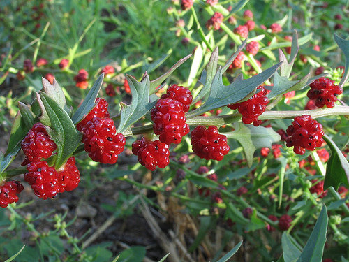 Strawberry spinach seeds CHENOPODIUM CAPITATUM