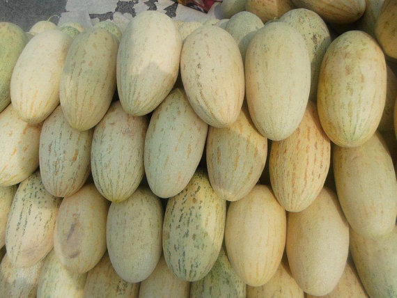 Melon seeds Torpedo Uzbekistanskaya