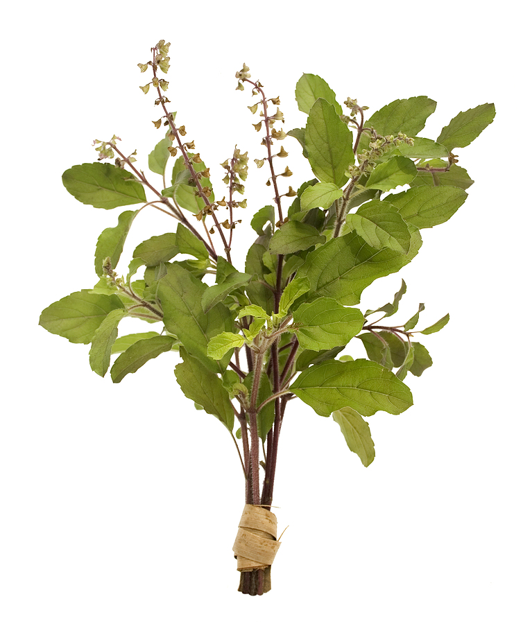 กะเพราแดง Holy Basil Red