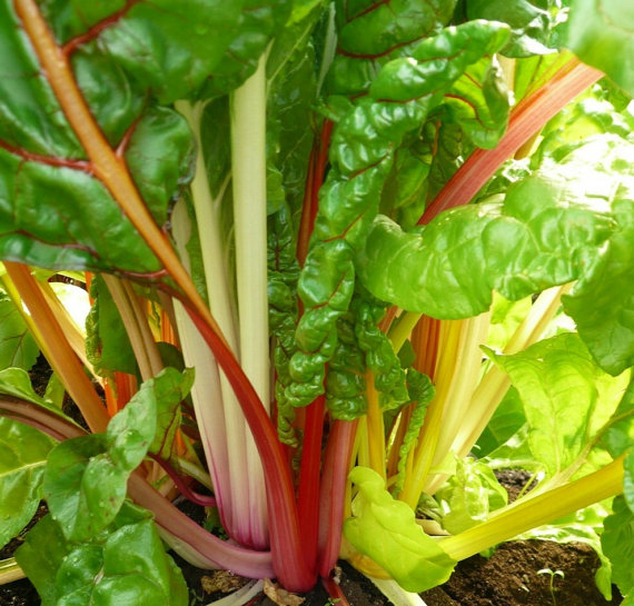 Beta vulgaris var. cicla Seeds(30) เมล็ดผัก Beta vulgaris var 30 เมล็ด