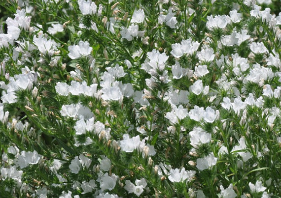 17000 เมล็ด 100 กรัม Tree Echium vulgare Vipers Bugloss White