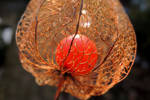 Physalis Chinese Lanterns Winter cherry Husk tomato Orange Gooseberries Ground cherries