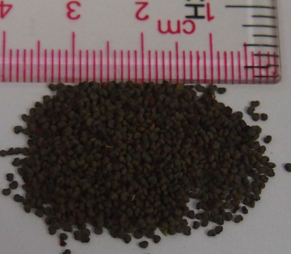 133000 เมล็ด 100 กรัม Lychnis Campion Catchfly Jerusalem Maltese Cross Flower