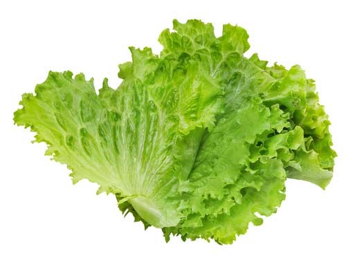 ผักสลัด/ผักกาดหอม Lactuca sativa