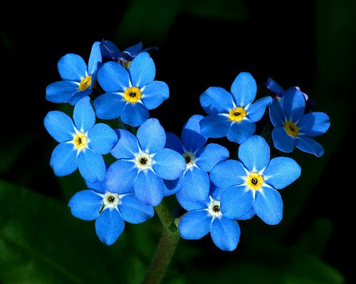 Forget Me Not Myosotis Alpestris Sea Sky Blue Perennial