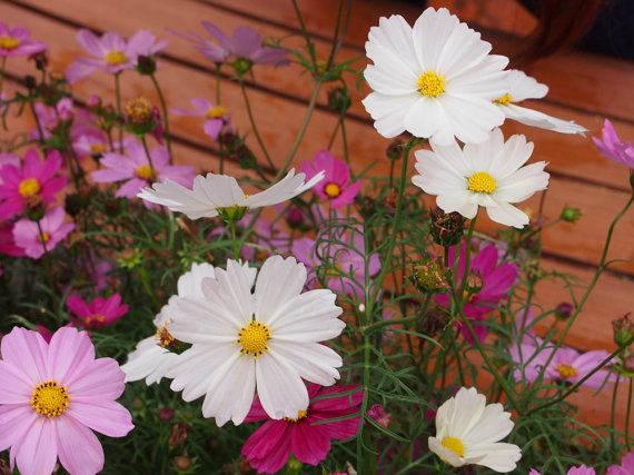 17000 เมล็ด 100 กรัม Garden Cosmos bipinnatus Cosmea Wild Mexican Aster Flower