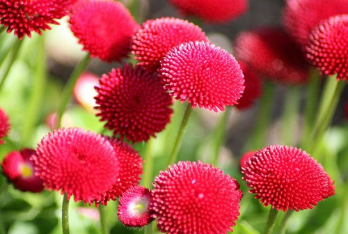 English Daisy Red Flower(50) เมล็ด Daisy สีแดง 50 เมล็ด