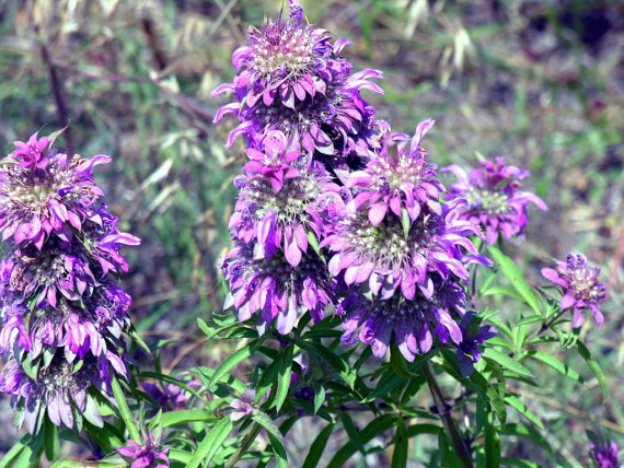 100 กรัม Lemon Mint Monarda Bergamot Bee Balm Herb Pink Flower