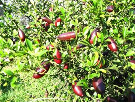 มะนาวนิ้วมือ ((Finger Lime)) เสียบยอด พันธุ์ ริดเรด