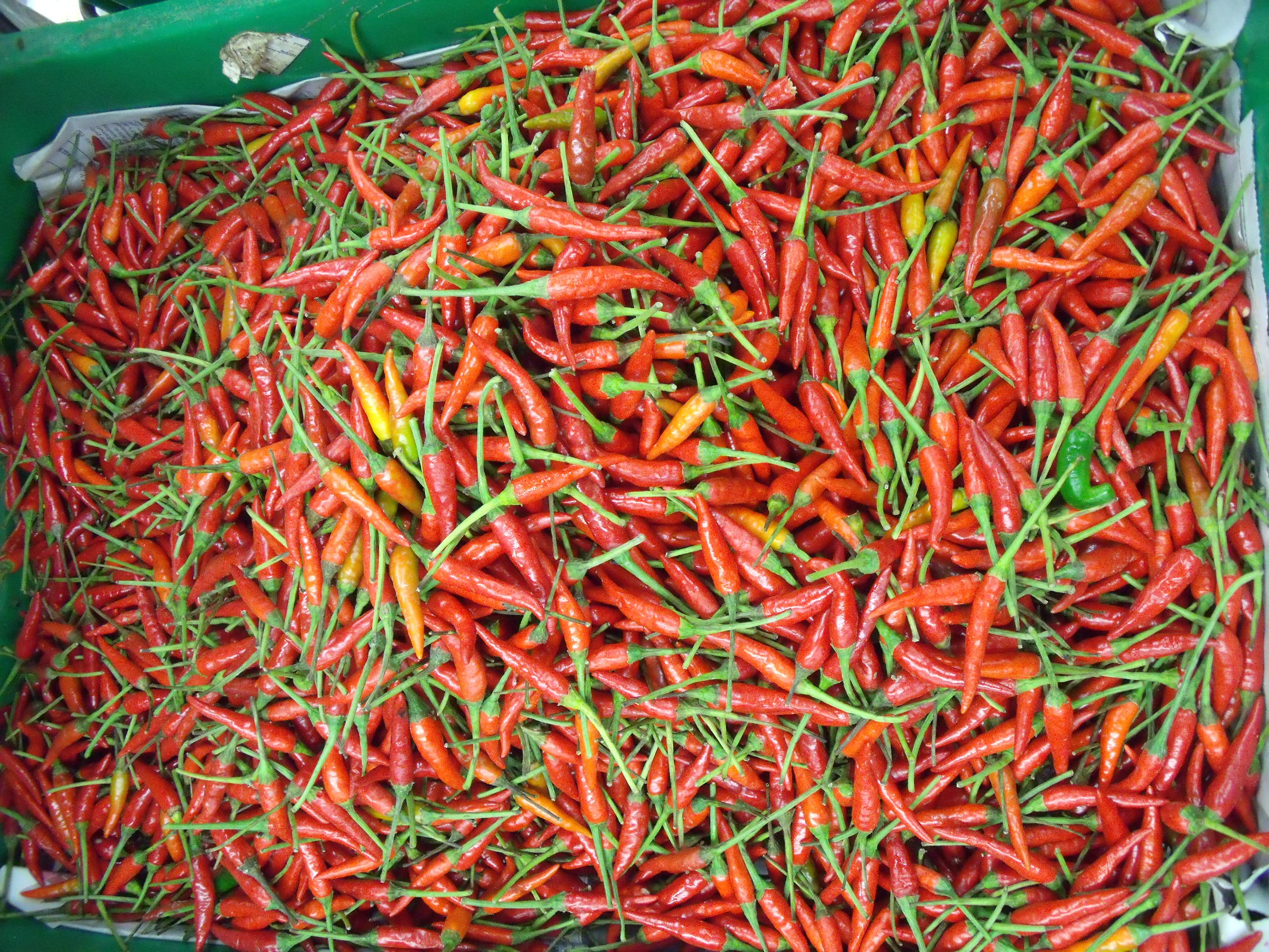 พริกขี้หนูยอดสน chilli