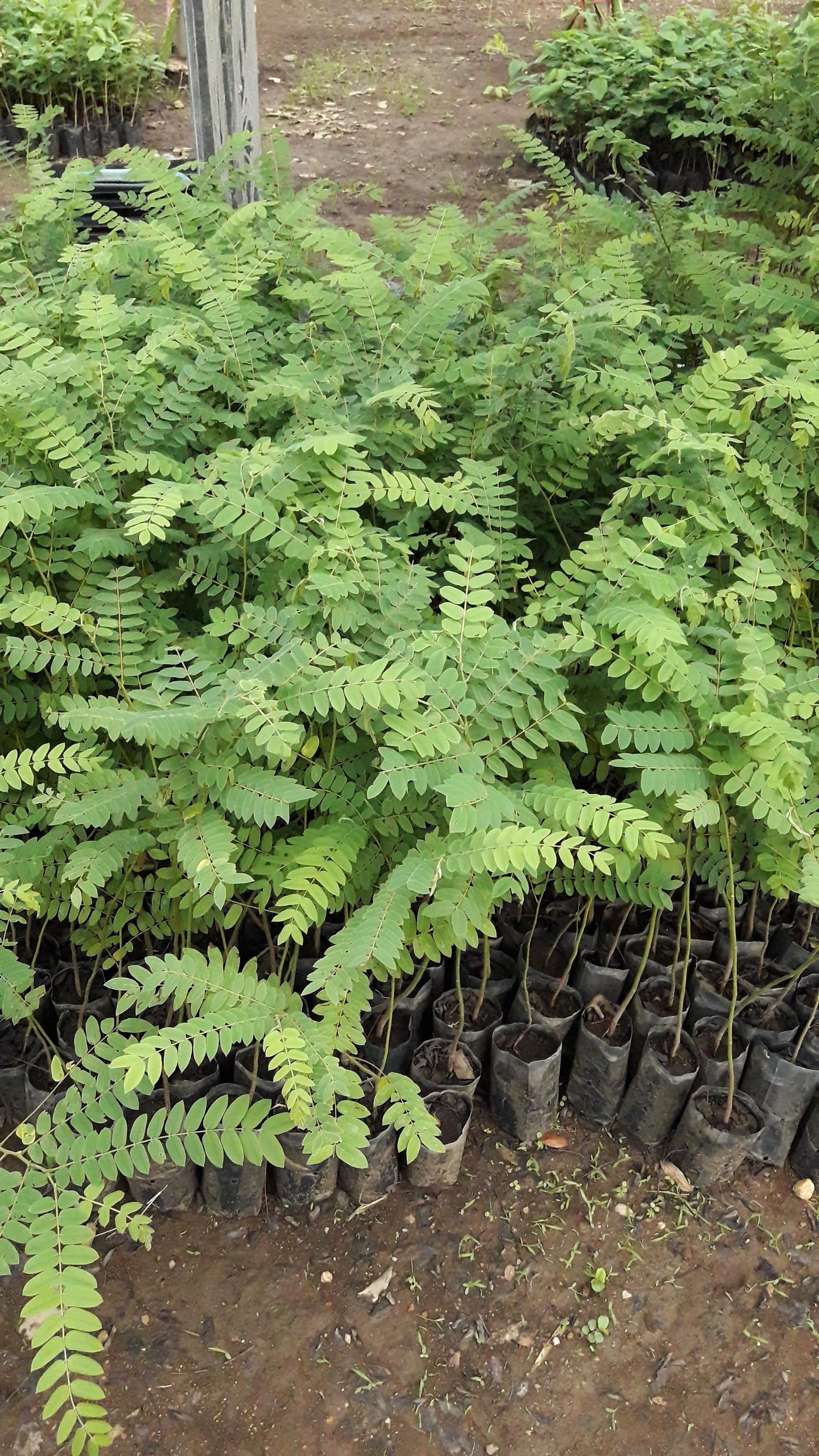 ต้นกัลปพฤกษ์ 100 ต้น รวมค่าส่งแล้ว