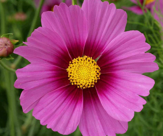 14000 เมล็ด 100 กรัม Garden Cosmos Pink Day Dream Flower