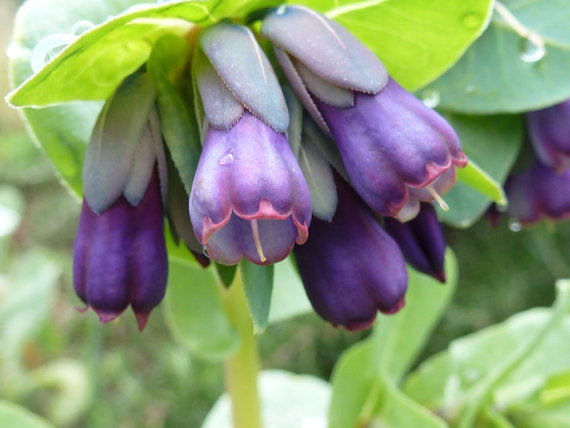 Cerinthe Honeywort Major Purpurasces Shrimp Plant Blue Purple Garden Wax Flower