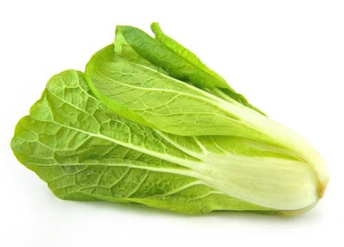 ผักสลัดกรีนโรม romaine lettuce