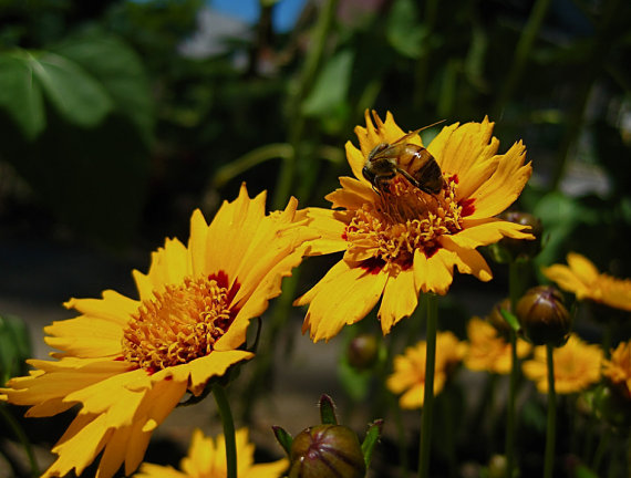 Coreopsis Sunray Tickseed Flower
