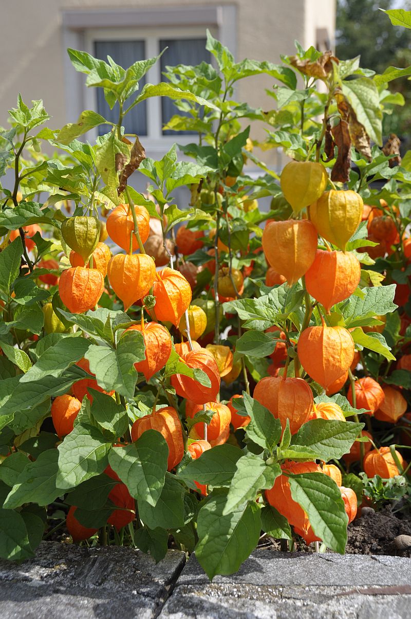 Gooseberries ชุดใหญ่ 200 เมล็ด