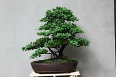 japan black pine(20) สนดำญี่ปุ่น 20 เมล็ด