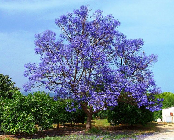 Jacaranda Jacaranda Mimosifolia, drought tolerant, Tree
