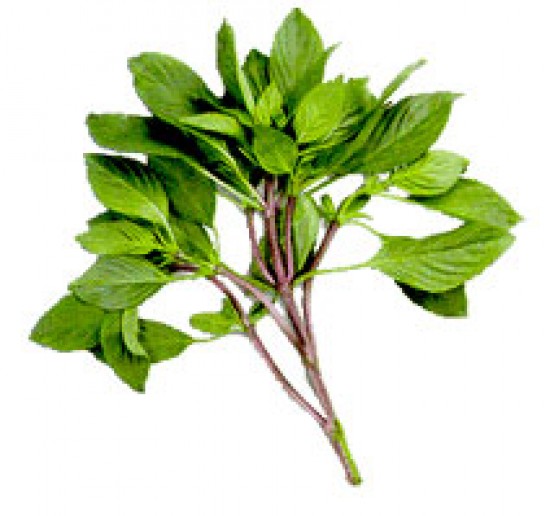 โหระพา Sweet Basil, Thai Basil