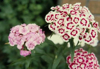 Dianthus Barbatus Carnation Sweet William