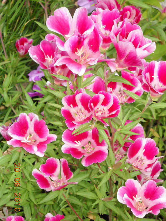 Redspot Clarkia Farewell to spring pink mixed Bulk Flower