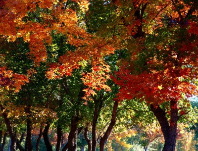 Acer Truncatum Chinese Shantung Maple Tree Purple Blow Painted