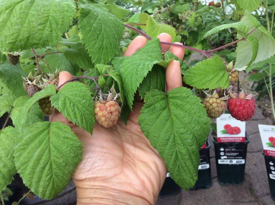 ต้นเรดราสเบอร์รี่ RED respberry