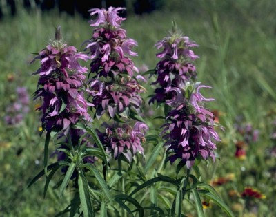 Lemon Mint Monarda Bergamot Bee Balm Herb