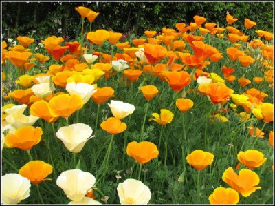 California Poppy Eschscholzia Californica Mission Bells