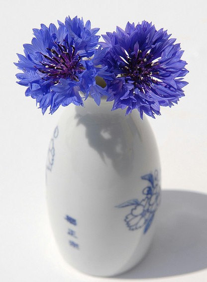 20000 เมล็ด 100 กรัม Centaurea Cornflower mixed flower