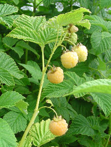 White Raspberry Seeds
