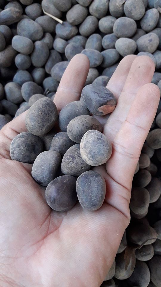 มะค่าโมง กิโลกรัมละ 100 บาท