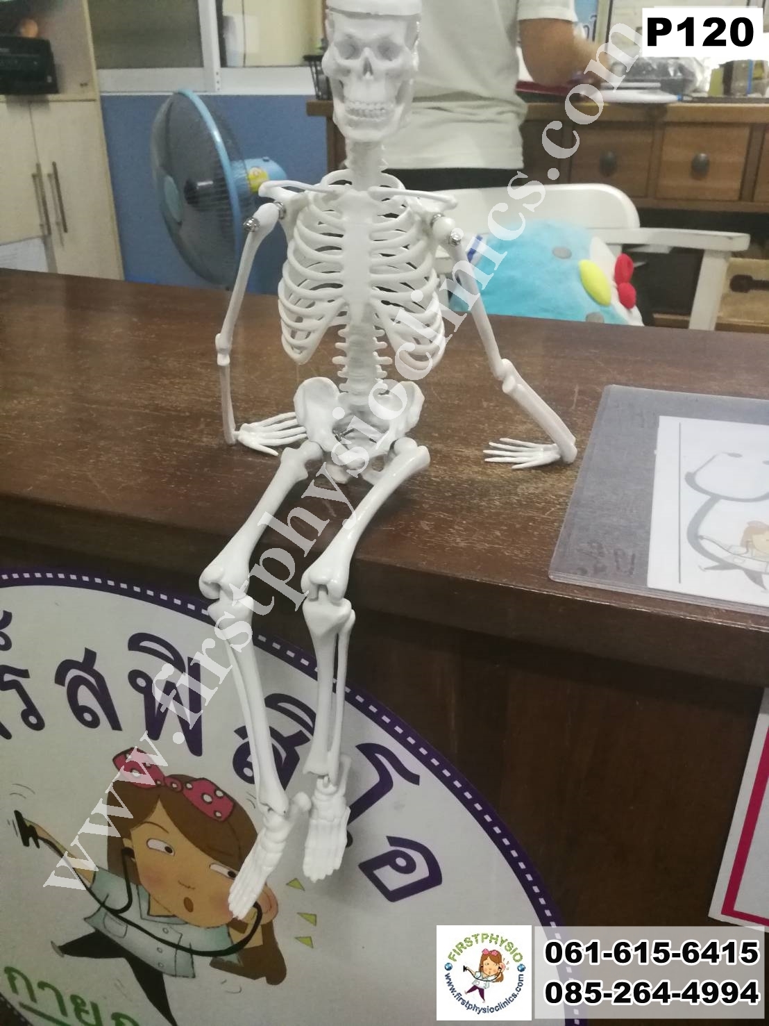 โครงกระดูกจำลอง / หุ่นจำลองโครงกระดูก