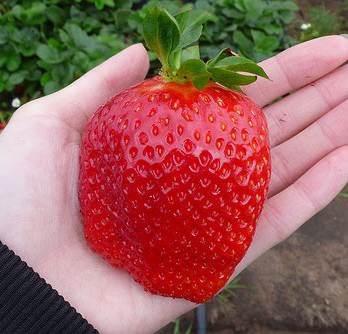 Giant Strawberries (10) เมล็ดสตอเบอร์รี่ ใจแอ้น 10 เมล็ด