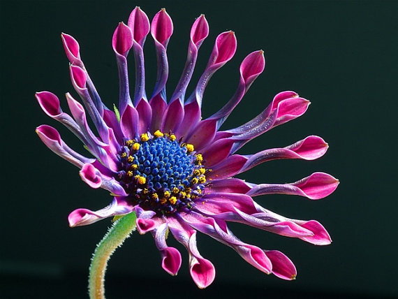 Dimorphotheca Sinuata African Daisy Purple Pink Gold Yellow Red Mixed Colors Garden Flower
