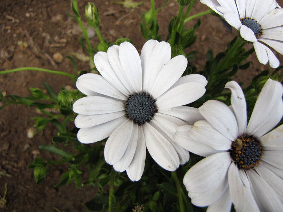 Osteospermum African Daisy Sky and Ice O Ecklonis White Purple Eye Flower