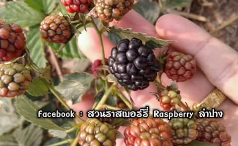 ต้นแบล็คเบอร์รี่ Blackberry พันธุ์ Driksen