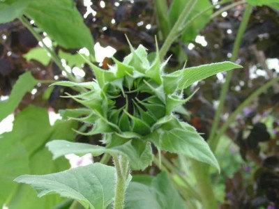 Skyscraper Helianthus Brown Center Sunflower Sunroot Flower