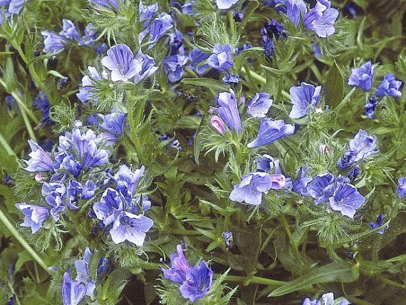 17000 เมล็ด 100 กรัม Tree Echium plantagineum Vipers Bugloss Biennial Exotic Blue Garden Flower