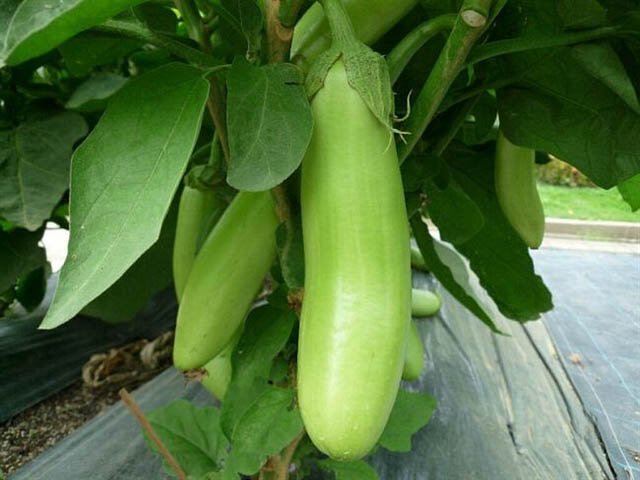 มะเขือยาวเขียว thai eggplant
